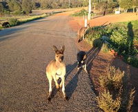 Bindoons Windmill Farm - Australia Accommodation