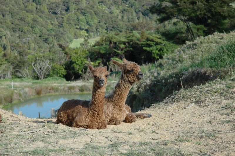 Alpaca Farmstay - Accommodation New Zealand 2