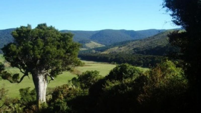 Catlins Mohua Park Eco Accommodation - thumb 8