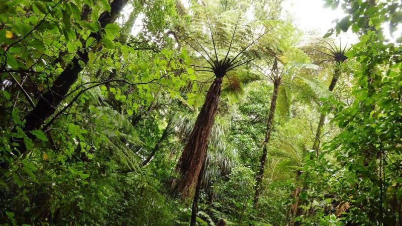Mount Tutu Eco-Sanctuary - Accommodation New Zealand 4
