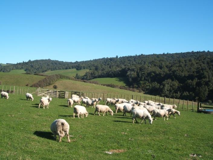 Maungakawa Views New Zealand Farmstays