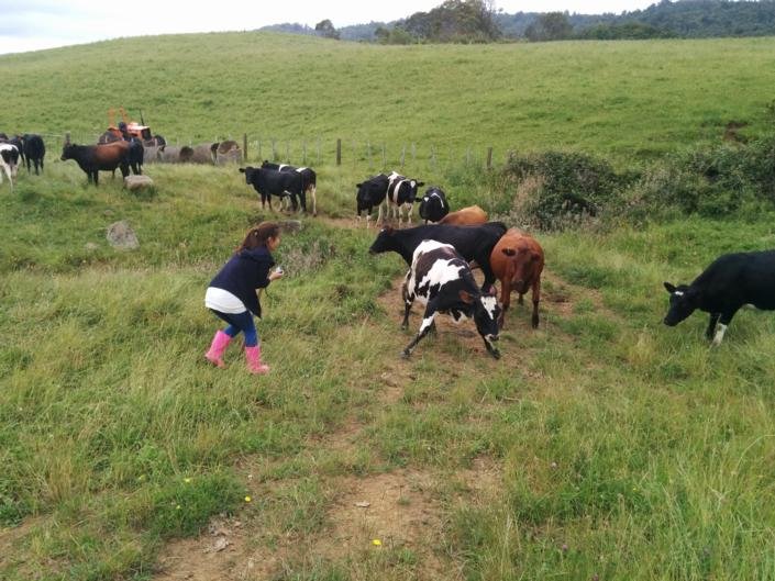 Maungakawa Views New Zealand Farmstays