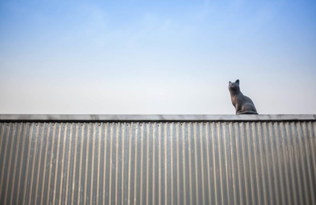 Cat on a Hot Tin Roof - Accommodation South Korea
