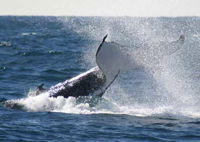 Whale Watching Sydney - C Tourism