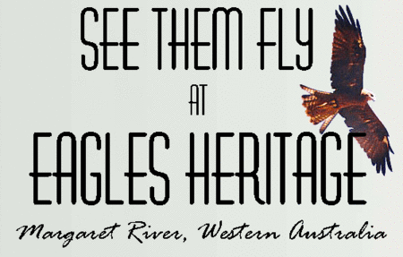 Eagles Heritage Raptor Wildlife Centre - Accommodation Airlie Beach
