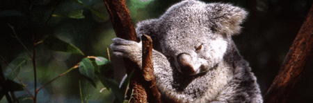 Koala and River Cruise by Mirimar Cruises - Attractions Melbourne