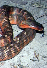 Armadale Reptile  Wildlife Centre - Accommodation Cooktown