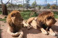 Mansfield Zoo - Accommodation Resorts