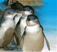 Phillip Island Penguin Parade - Broome Tourism