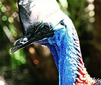 Alma Park Zoo - Accommodation Cooktown