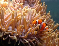 Reef HQ Great Barrier Reef Aquarium - Accommodation Newcastle