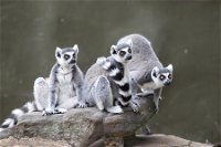 Adelaide Zoo - Accommodation in Bendigo