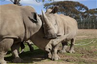 Monarto Zoo - Attractions Perth