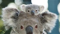Billabong Koala and Wildlife Park - Accommodation Brunswick Heads