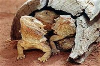 Alice Springs Reptile Centre - Accommodation BNB