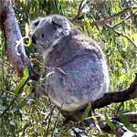 Koala Conservation Centre - Kingaroy Accommodation