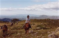 High Country Horses - Accommodation Newcastle