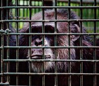 Rockhampton Zoo - Accommodation Kalgoorlie