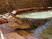 Wyndham Zoological Gardens and Crocodile Park - Accommodation Tasmania