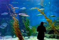 Melbourne Aquarium - Accommodation Redcliffe