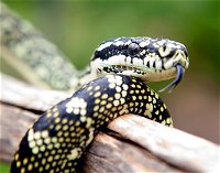 Reptile Encounters - Tourism Canberra
