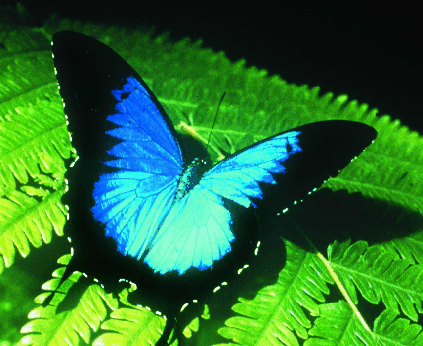 Australian Butterfly Sanctuary - Yamba Accommodation