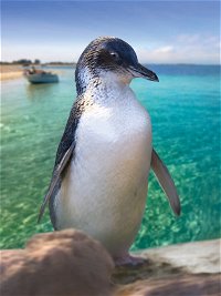 Penguin Island - Gold Coast Attractions