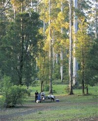 Big Brook Arboretum - QLD Tourism