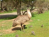 Minlaton Fauna Park - Port Augusta Accommodation