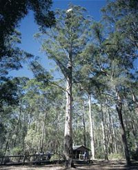 Diamond Tree Lookout Manjimup - Accommodation in Bendigo