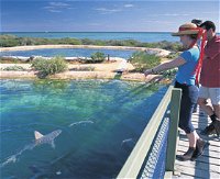 Shark Bay Marine Park - Accommodation Rockhampton