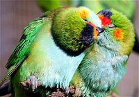 Rainbow Jungle - The Australian Parrot Breeding Centre - Accommodation Redcliffe