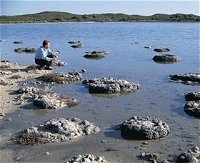 Lake Thetis Stromatolites - Accommodation in Bendigo