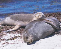 Carnac Island - Tourism Caloundra