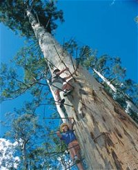 Dave Evans Bicentennial Tree - QLD Tourism