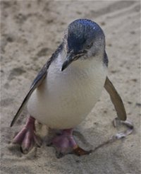 Penguin Island Boardwalks and Walk Trail - Kingaroy Accommodation