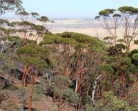Mount Matilda Walk Trail Wongan Hills - Attractions Perth