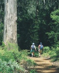 Gloucester Tree - QLD Tourism