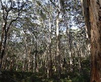 Boranup Karri Forest - Accommodation ACT