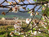 Cradle of Hills McLaren Vale Winery - Accommodation Australia