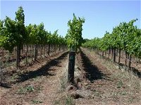 Temple Bruer Winery - QLD Tourism