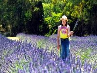 Brayfield Park Lavender Farm - Tourism Bookings WA