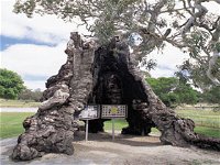 The Herbig Family Tree - Attractions Brisbane