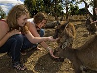 Kangaroo Island Wildlife Park - Accommodation Australia