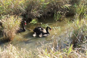 Riverside TAS Whitsundays Tourism