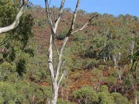 Black Hill Conservation Park - Attractions