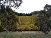 Mt Bera Vineyards - Accommodation ACT