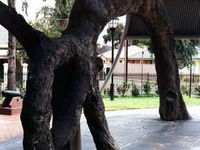 Old Gum Tree - Broome Tourism