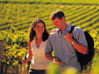 Tinlins Wines Pty Ltd - Attractions