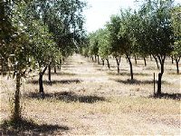 Talinga Grove Olive Oils - Accommodation Daintree